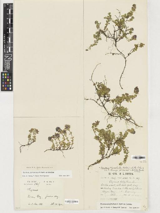 Thymus polytrichus subsp. britannicus (Ronniger) Kerguélen - BM001165609