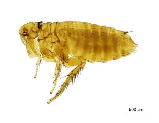 Ctenophthalmus nobilis nobilis Rothschild, N. C., 1898 - 010177275__2016_12_14-Scene-1-ScanRegion0