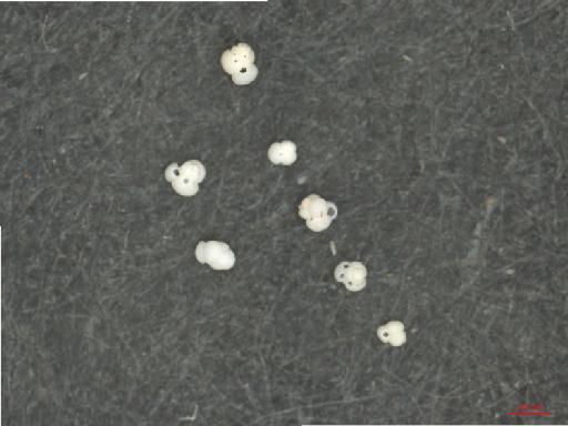 Globigerinoides ruber (d'Orbigny) - ZF6270