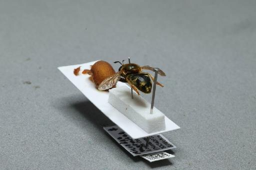 Microdon (Microdon) myrmicae Schonrogge et al., 2002 - 013933388_additional_2
