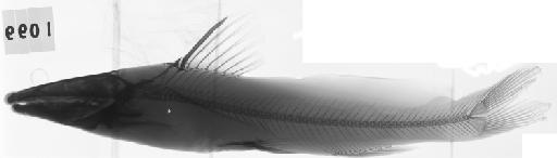 Macrones elongatus Günther, 1864 - BMNH 1855.9.19.1099, HOLOTYPE, Macrones elongatus, radiograph