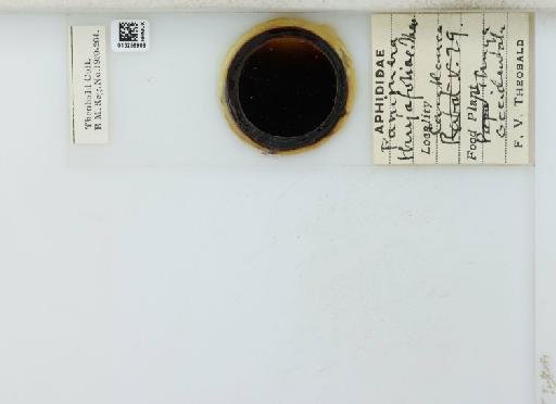 Cinara (Cupressobium) tujafilinus Del Guercio, 1909 - 015259909_113020_1093875_157867_NoStatus
