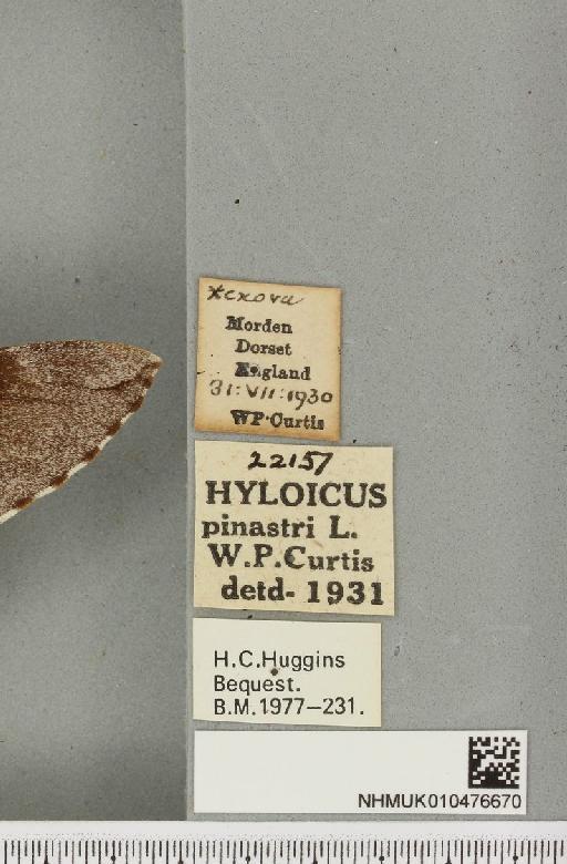 Sphinx pinastri Linnaeus, 1758 - NHMUK_010476670_label_534267