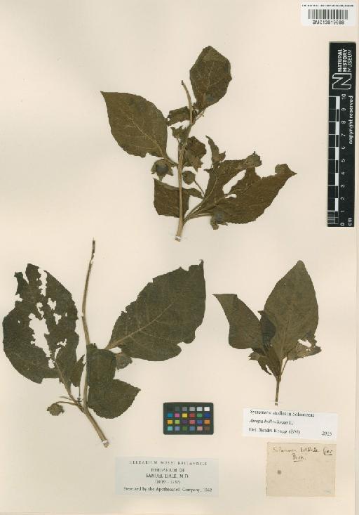Solanaceae Juss. - 013819688