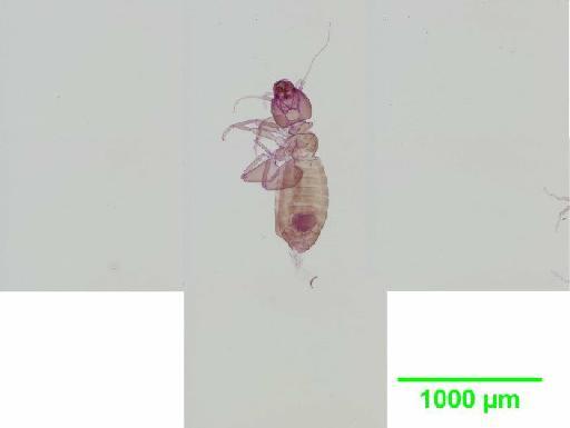 Liposcelis pubescens Broadhead & Richards, 1947 - 010150929__2016_03_17_s7