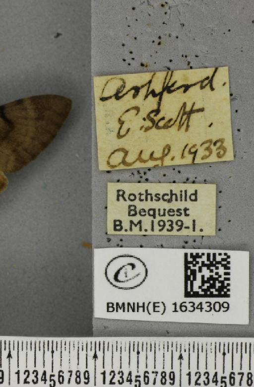 Macroglossum stellatarum (Linnaeus, 1758) - BMNHE_1634309_label_205890