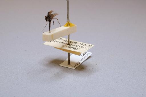 Thamastes dipterus Hagen, 1858 - 014509759_additional_3