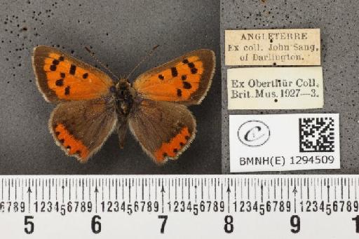 Lycaena phlaeas eleus (Fabricius, 1798) - BMNHE_1294509_131918