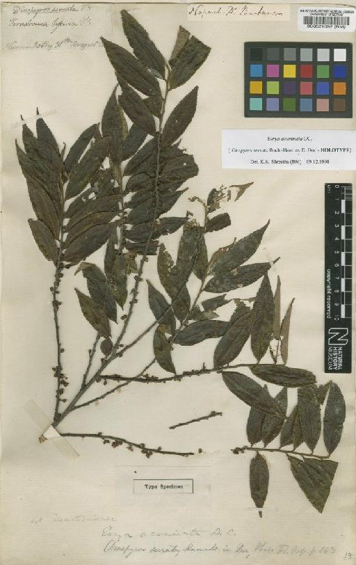 Eurya acuminata DC. - BM000521692