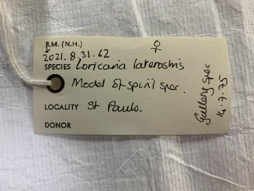 Loricaria latirostris Boulenger, 1900 - BMNH 2021.8.31.62, Loricaria laterostris, label