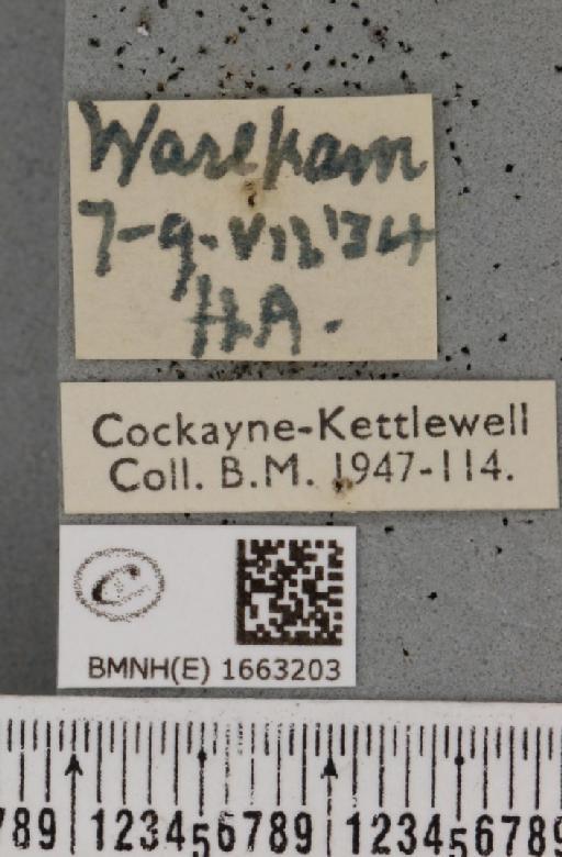 Coscinia cribraria bivittata (South, 1900) - BMNHE_1663203_label_282928