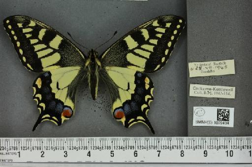 Papilio machaon britannicus Seitz, 1907 - BMNHE_1079404_64291