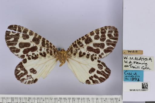 Callosiope elenae Yakovlev, 2018 - NHMUK_010589077_Ratardidae_unidentified_ventral_and_labels.JPG