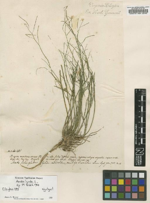 Arabis lyrata L. - BM000051204