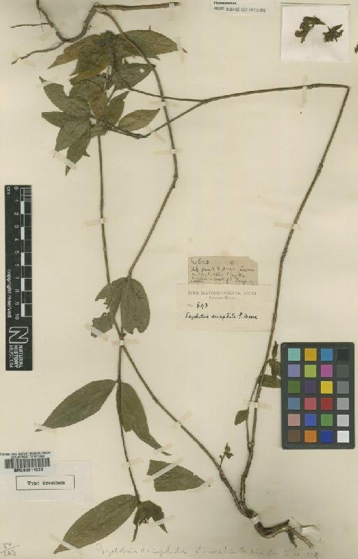 Psychotria sciaphila S.Moore - BM000611028
