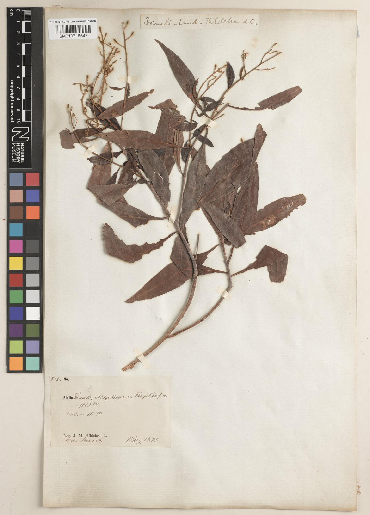To NHMUK collection (Conocarpus lancifolius Engl.; ISOSYNTYPE; NHMUK:ecatalogue:9092043)
