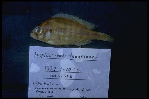 Haplochromis teegelaari Greenwood & Barel, 1978 - Haplochromis teegelaari; 1977.1.10.16