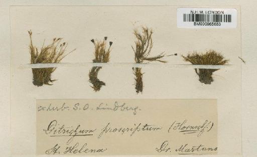 Campylopodium proscriptum (Hornsch.) Broth. - BM000965683