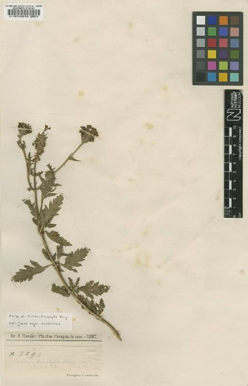 Verbena tomophylla Briq - BM000098846