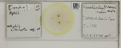 Aphis (Medoralis) spiraecola Patch, 1914 - 014225470_112525_1093088_157793_NoStatus