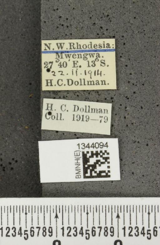 Lilioceris (Lilioceris) elongata (Jacoby, 1898) - BMNHE_1344094_label_14670