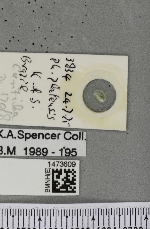 Chromatomyia platensis (Brèthes, 1923) - BMNHE_1473609_label_48855