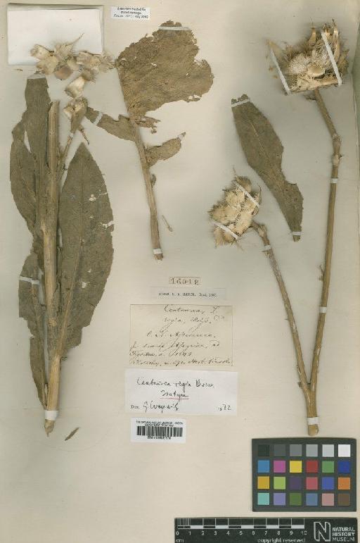 Centaurea regia Boiss. - BM000996176