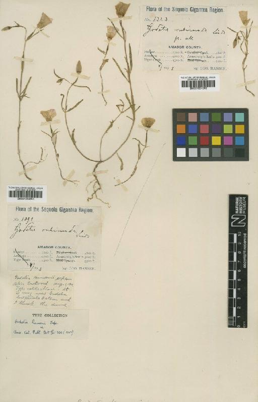 Clarkia arcuata (Kellogg) A.Nelson & J.F.Macbr. - BM001024293