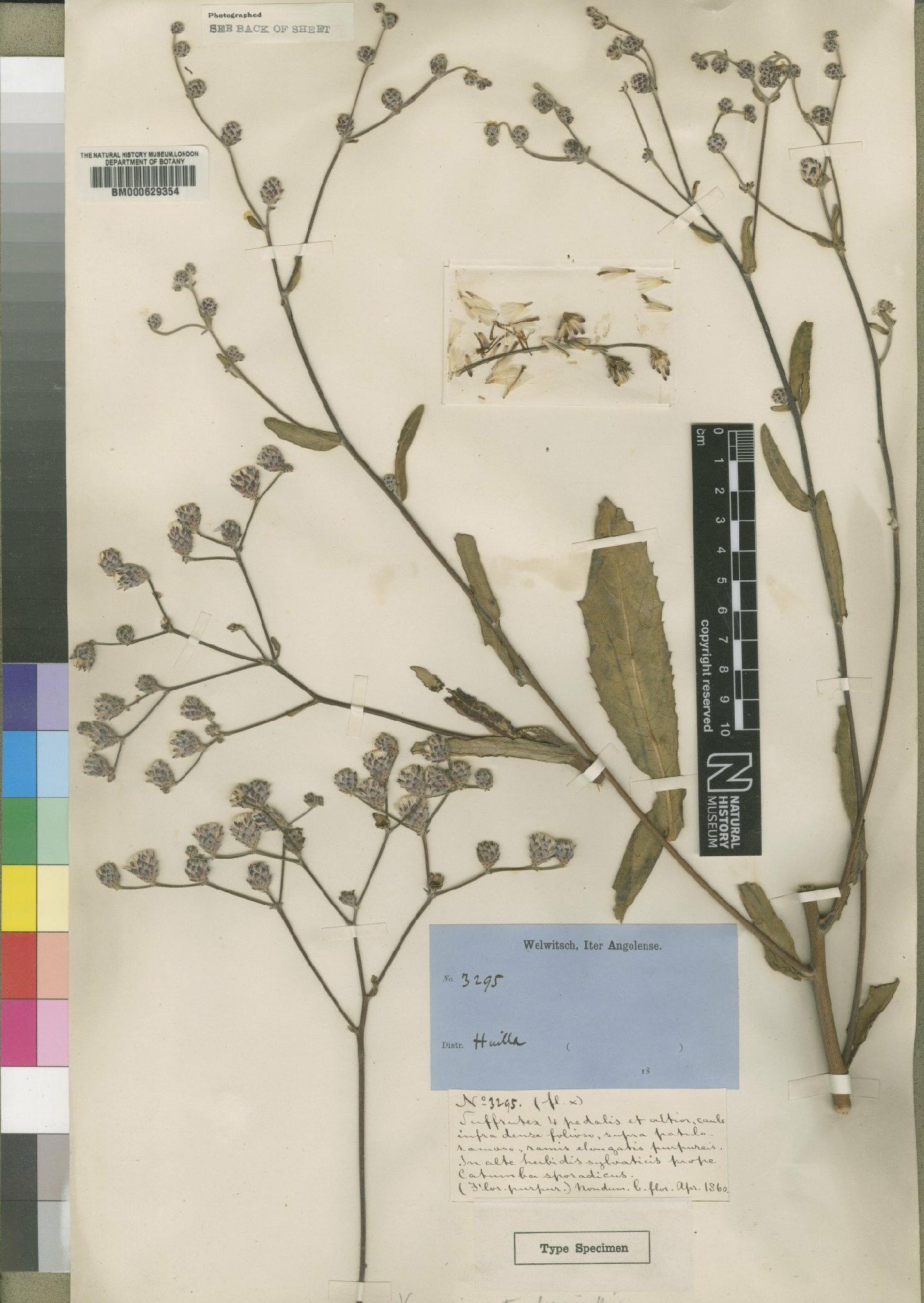 To NHMUK collection (Vernonia catumbensis Hiern; Type; NHMUK:ecatalogue:4528591)
