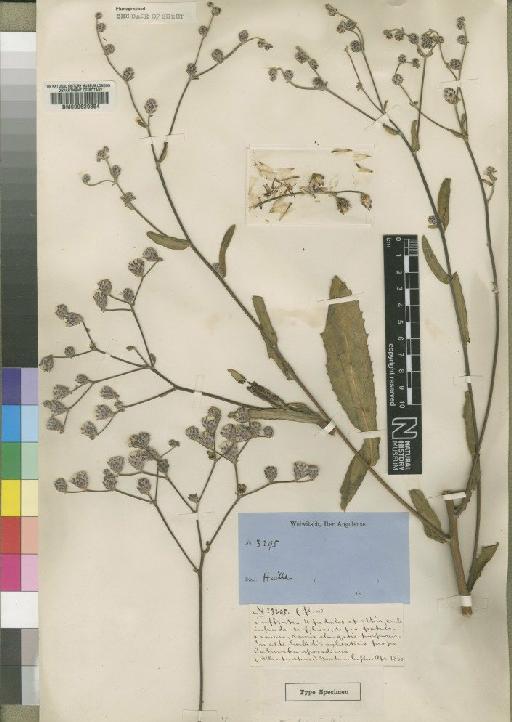 Vernonia catumbensis Hiern - BM000629354