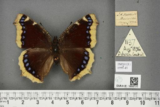 Nymphalis antiopa (Linnaeus, 1758) - BMNHE_1060720_21089