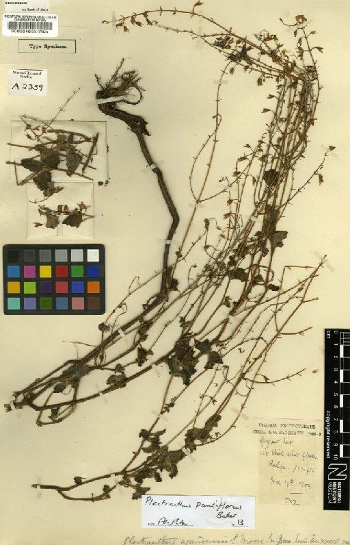 Plectranthus pauciflorus Baker - BM000564006