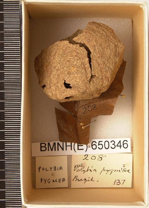 Polybia pygmea - Hymenoptera Nest BMNH(E) 650346