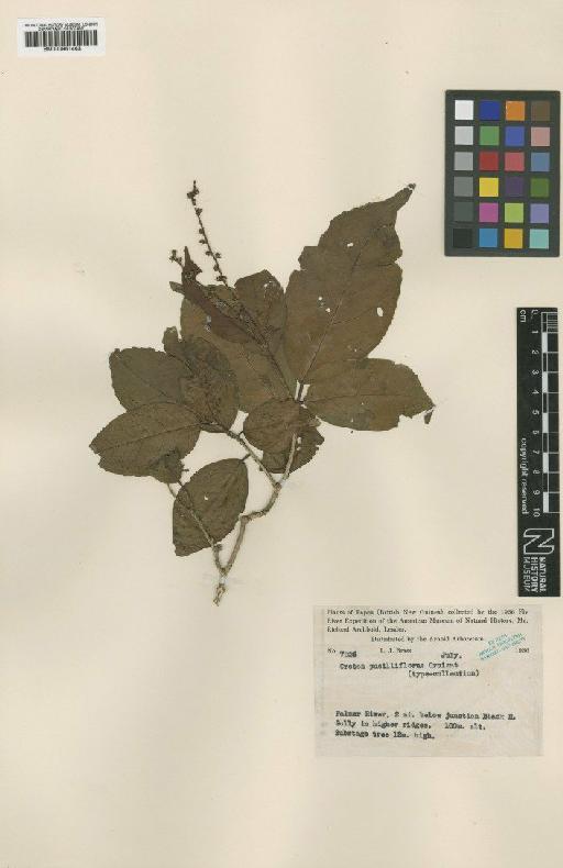 Croton pusilliflorus Croizat - BM000951463