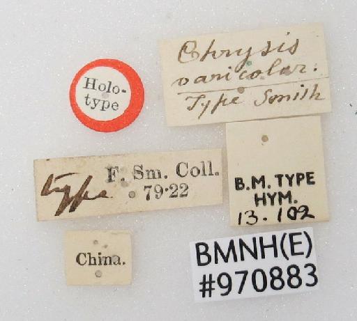 Chrysis varicolor Smith, F., 1874 - Chrysis_varicolor-BMNH(E)#970883_type-labels