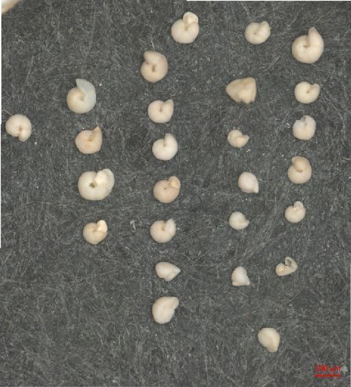 Globorotalia truncatulinoides (d'Orbigny) - ZF5855
