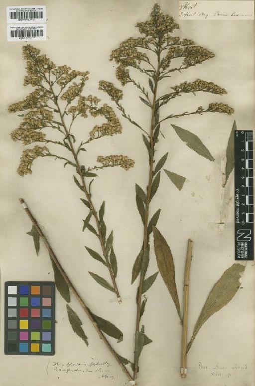 Solidago juncea Aiton - BM001050773