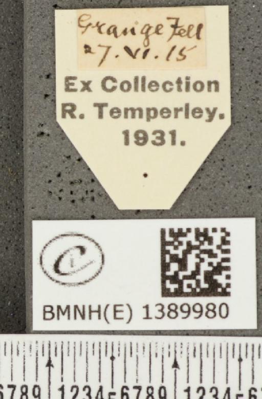 Aricia artaxerxes salmacis (Stephens, 1831) - BMNHE_1389980_label_180736