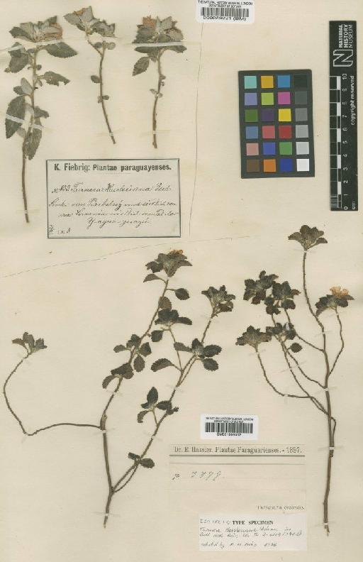 Turnera hassleriana Urb. - BM001008402