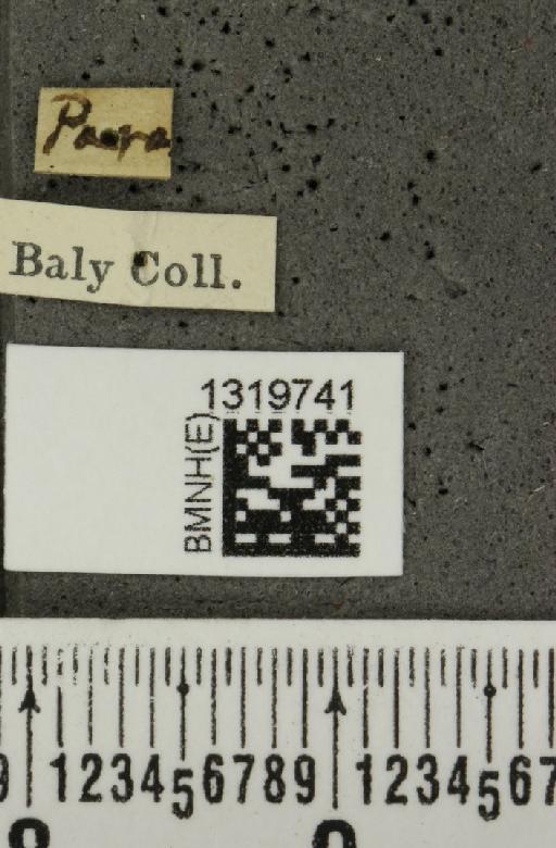 Epitrix lucidula Harold, 1875 - BMNHE_1319741_label_25261