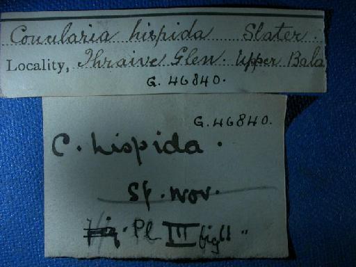 Ctenoconularia hispida (Slater, 1907) - G 46840. Conularia hispida (label-2)