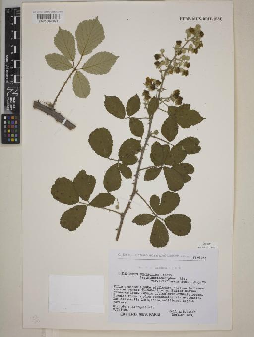 Rubus ulmifolius subsp. heteromorphus var. latiflorens Sudre - BM013845041