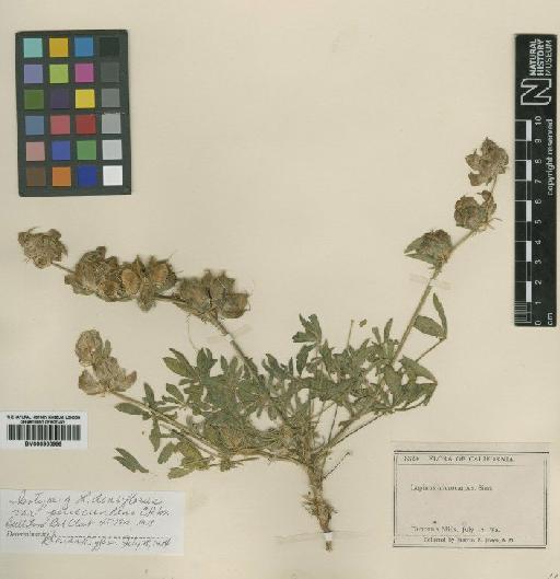 Lupinus densiflorus Benth. - BM000900999