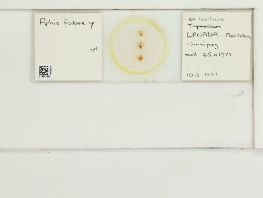 Aphis philadelphi Börner, 1921 - 014867554_112483_1092934_157743_NoStatus
