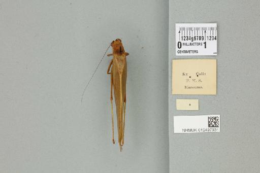 Tapiena bullata Karny, 1923 - 012497931_reverse_1