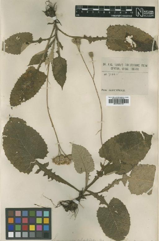 Saussurea alatipes Hemsl. - BM000996164