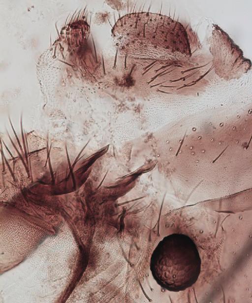 Simulium (Anasolen) masabae Gibbins, 1934 - 010195814_S_A_masabae_Female_terminalia