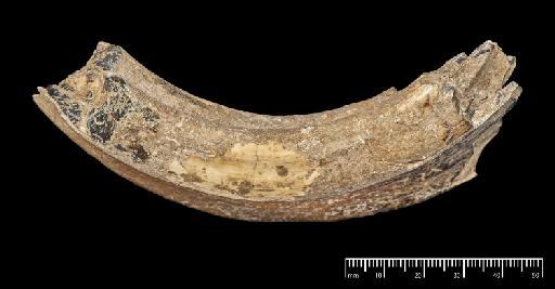 Toxodon platensis Owen, 1837 - NHMUK PV M 16562_3