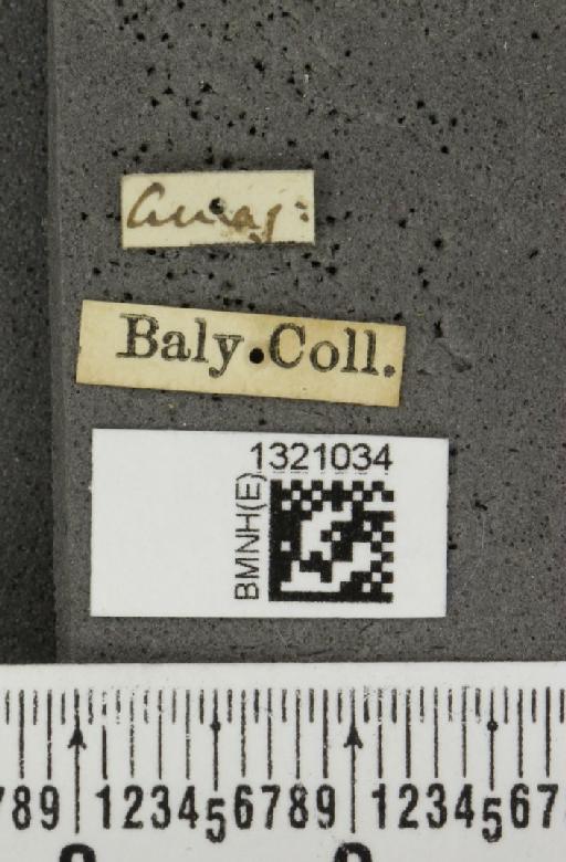 Diabrotica confraterna Baly, 1889 - BMNHE_1321034_label_19611