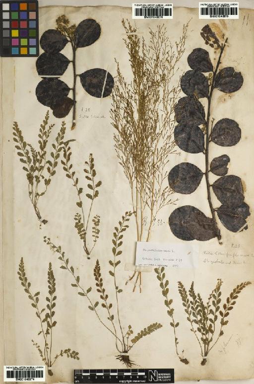 Asplenium L. - BM001046974